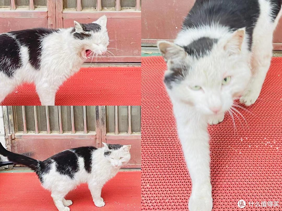 谁能拒绝一只可爱的猫咪呢?何况是一本猫咪全书